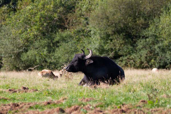 New Scientist Default Image