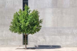 How do city trees get enough water?