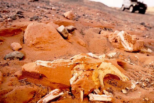 New Scientist Default Image