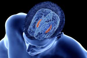 We can see when your brain forms a memory by watching you move