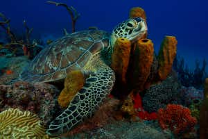 The epic journeys of green sea turtles revealed by 50 years of data