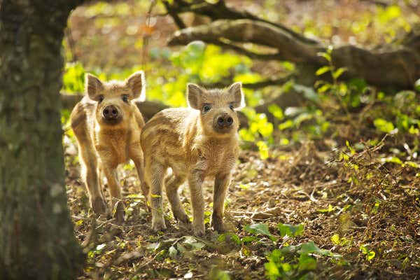 New Scientist Default Image