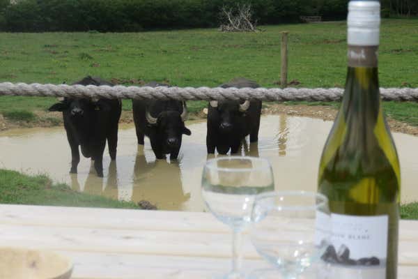 New Scientist Default Image