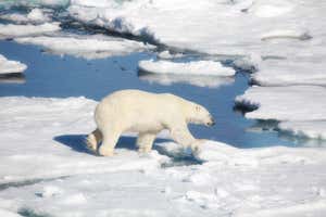 New Scientist Default Image