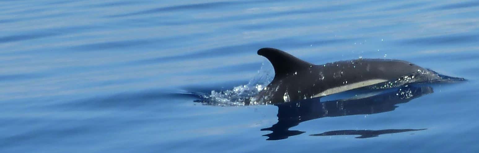 New Scientist Default Image