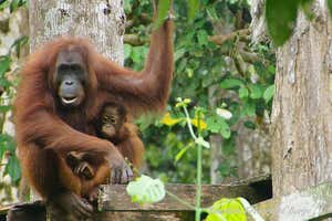 New Scientist Default Image