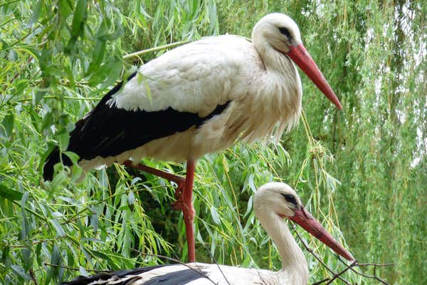 New Scientist Default Image