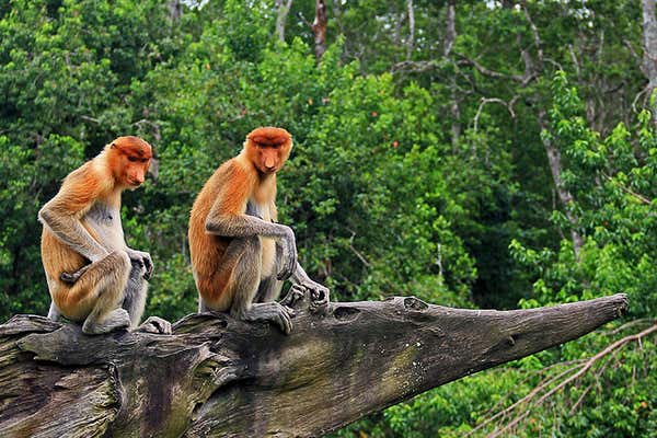 New Scientist Default Image