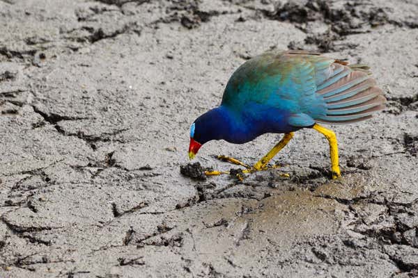 New Scientist Default Image