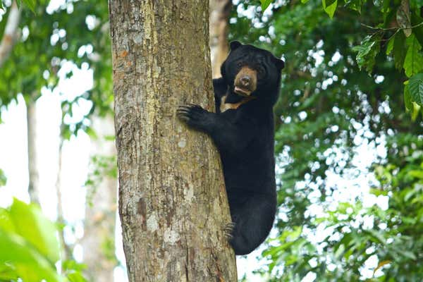 New Scientist Default Image